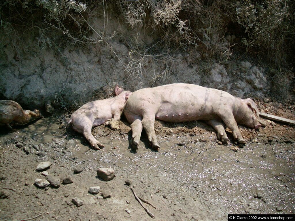 pigs.jpg